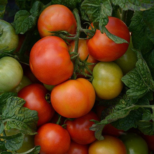 Tomato Seeds Little Napoli Slicer Tomato