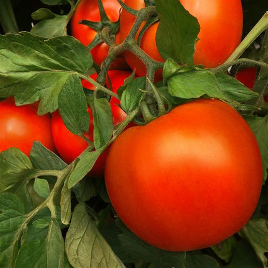 Tomato Seeds Tomato Laguna Red F1 Hybrid