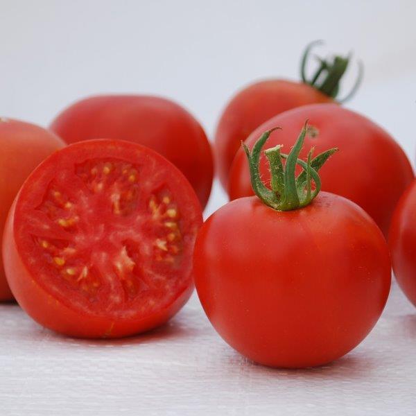 Tomato Seeds Tomato Manitoba Determinate