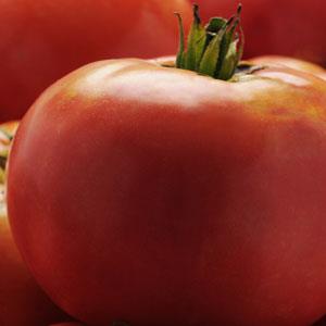 Tomato Seeds Heirloom Marriage™ Jersey Boy