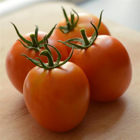 Tomato Seeds Heirloom Marriage™ Perfect Flame Heirloom Tomato