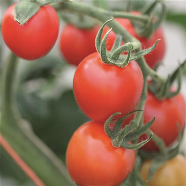 Tomato Seeds Mountain Magic Hybrid Campari Type Tomato