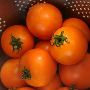 Tomato Seeds Tomato Solar Power Hybrid