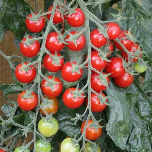 Cherry Tomato Seeds Sugargloss Hybrid Tomato