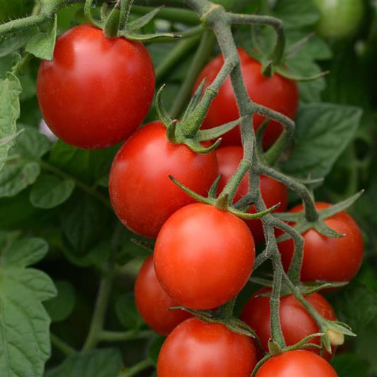 Tomato Seeds Tomato Sugar Rush