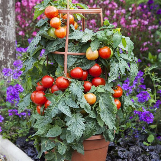 Tomato Seeds Tomato Summerlast F1