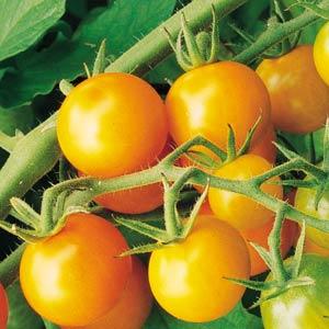 Tomato Seeds Tomato Sungold Hybrid Cherry Tomato