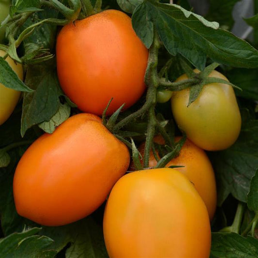 Tomato Seeds Tomato Sunrise Sauce