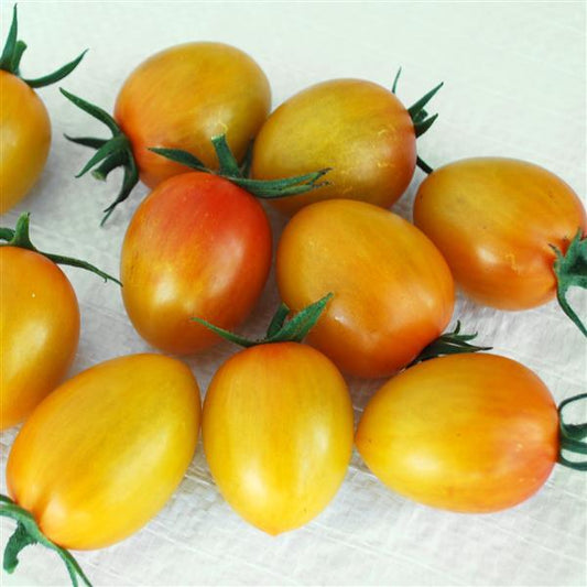 Tomato Seeds Tomato Sunset Torch F1