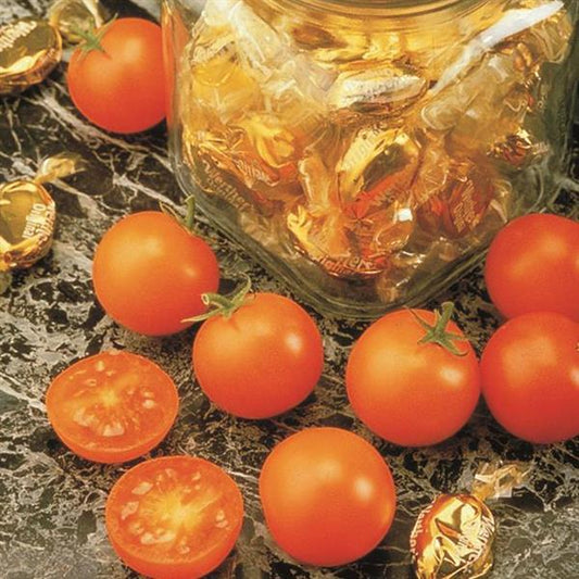 Tomato Seeds Tomato Sunsugar Hybrid