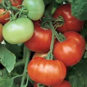 Tomato Seeds Tomato Super Fantastic Hybrid