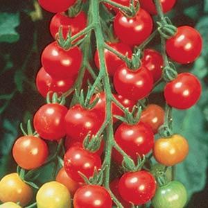 Tomato Seeds Tomato Sweet 100