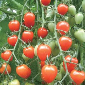 Tomato Seeds Tomato Tomatoberry Garden Cherry Tomato