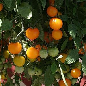 Tomato Seeds Tomato Tumbling Tom Yellow Trailing Tomato