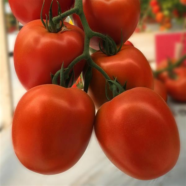 Tomato Seeds Tomato Venti Salad