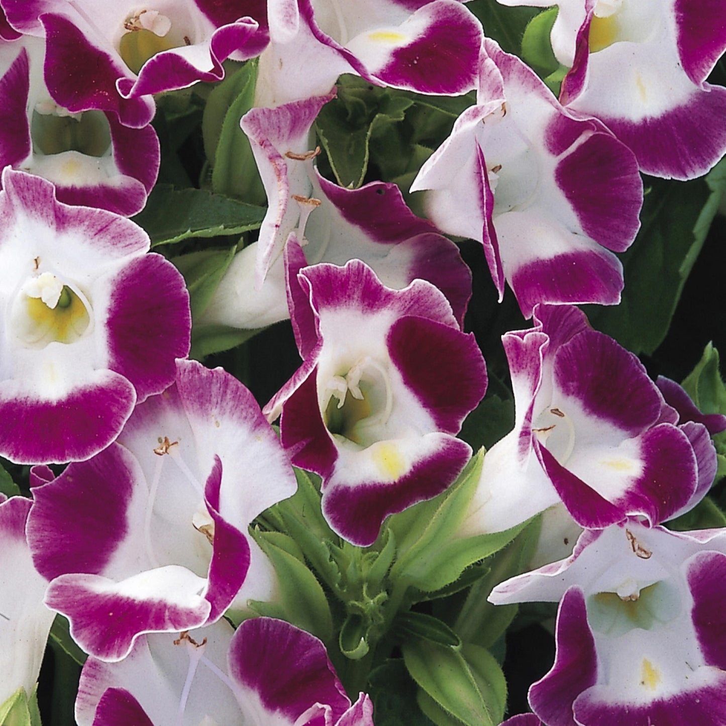 Torenia Seeds Torenia Duchess Burgundy 1,000 Pelleted Seeds