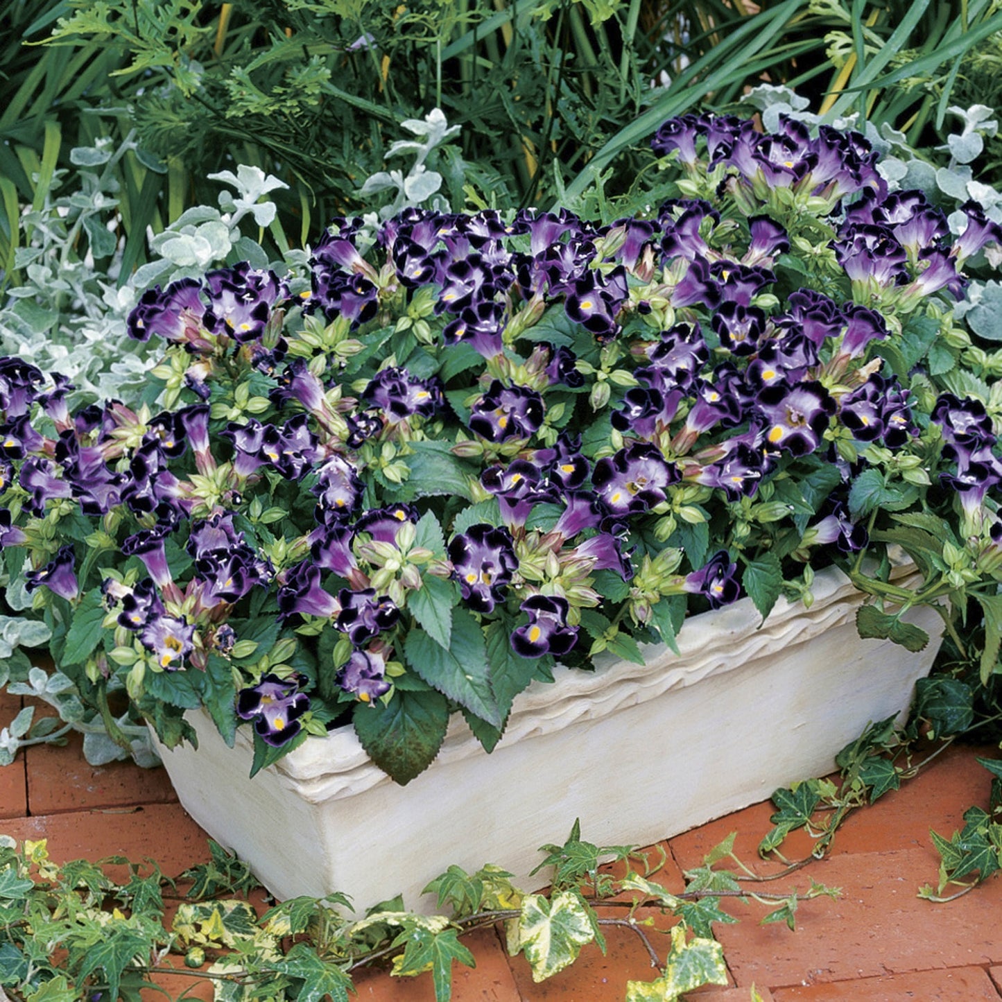 Torenia Seeds Torenia Duchess Blue And White 1,000 Pelleted Seeds