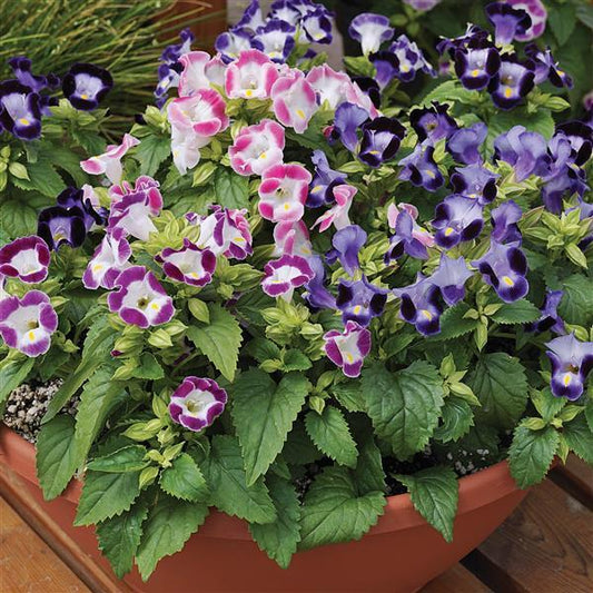 Torenia Seeds Torenia Duchess Mix 1,000 Pelleted Seeds