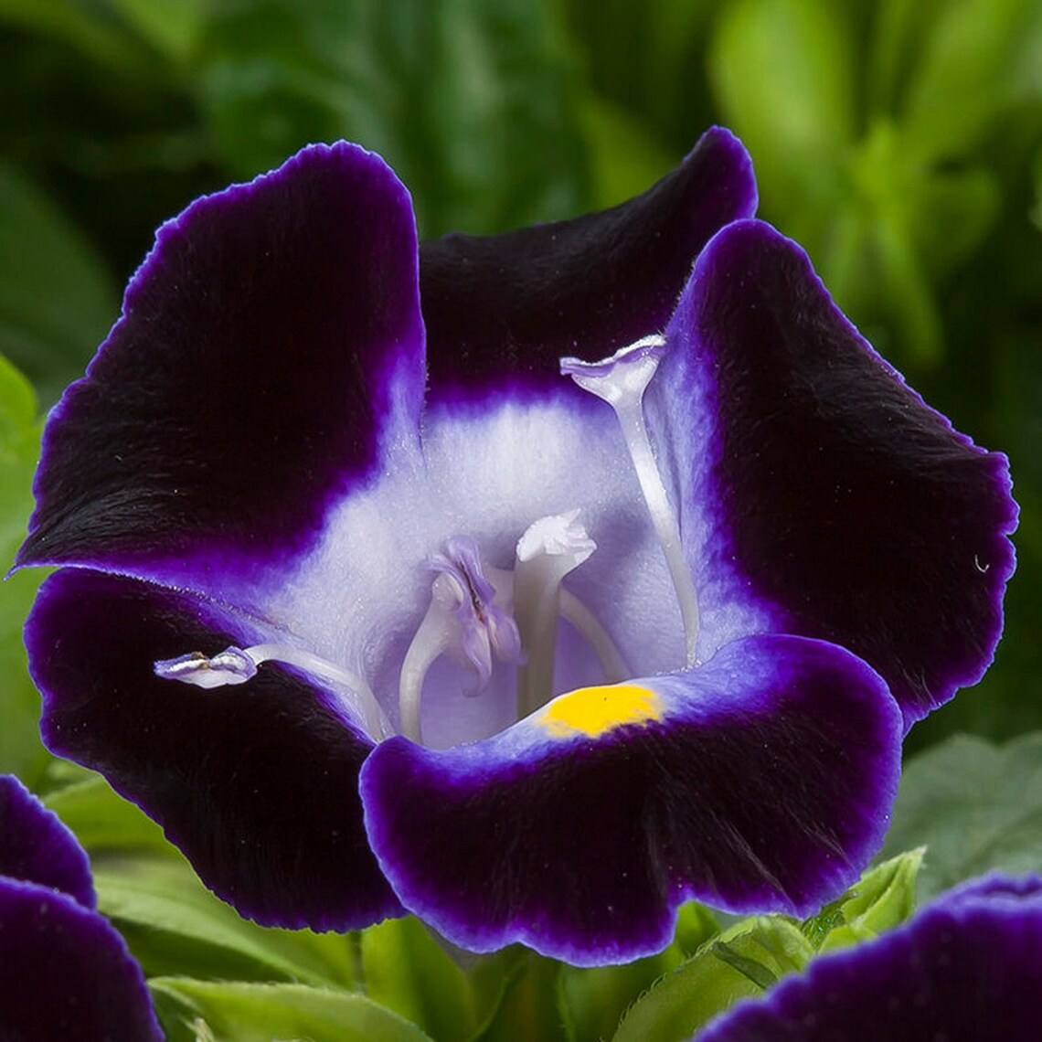 Torenia Seeds Torenia Hi-Lite Deep Blue 1,000 Pelleted Seeds