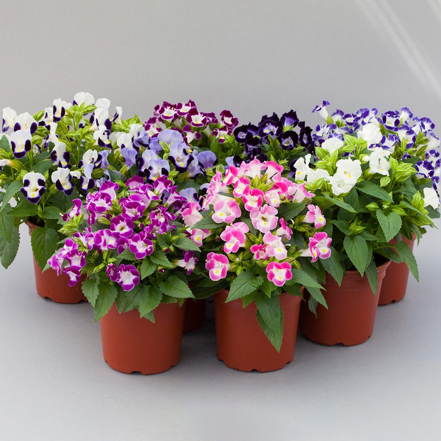 Torenia Seeds Torenia Hi-Lite Mix 1,000 Pelleted Seeds