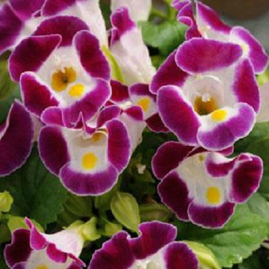 Torenia Seeds Torenia Kauai™ Burgundy 1,000 Pelleted Seeds