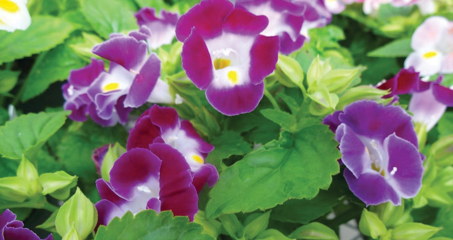 Torenia Seeds Torenia Kauai™ Magenta 1,000 Pelleted Seeds