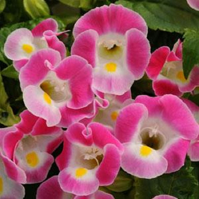 Torenia Seeds Torenia Kauai™ Rose 1,000 Pelleted Seeds