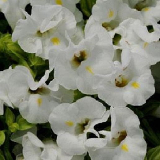 Torenia Seeds Torenia Kauai™ White 1,000 Pelleted Seeds