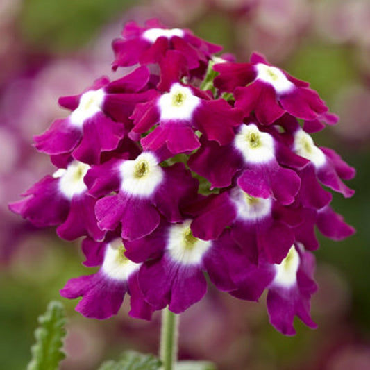 Verbena Seeds Verbena Obsession Cascade Burgundy Eye