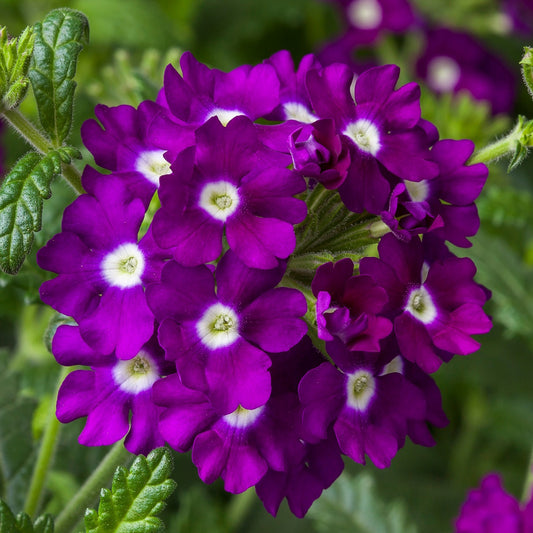 Verbena Seeds Verbena Obsession Cascade Purple Shades With Eye