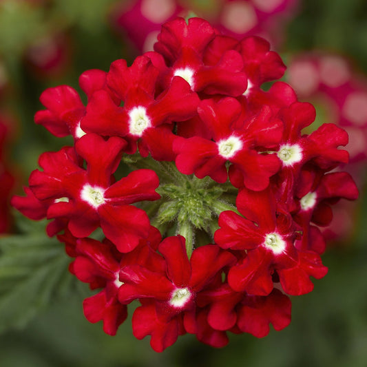 Verbena Seeds Verbena Obsession Cascade Red Eye