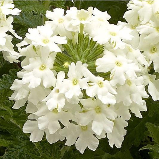 Verbena Seeds Verbena Obsession Cascade White