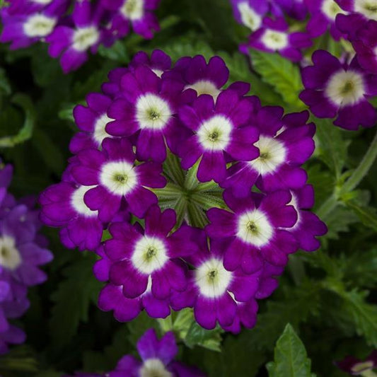 Verbena Seeds Verbena Obsession Purple Shades Eye 1,000 Seeds