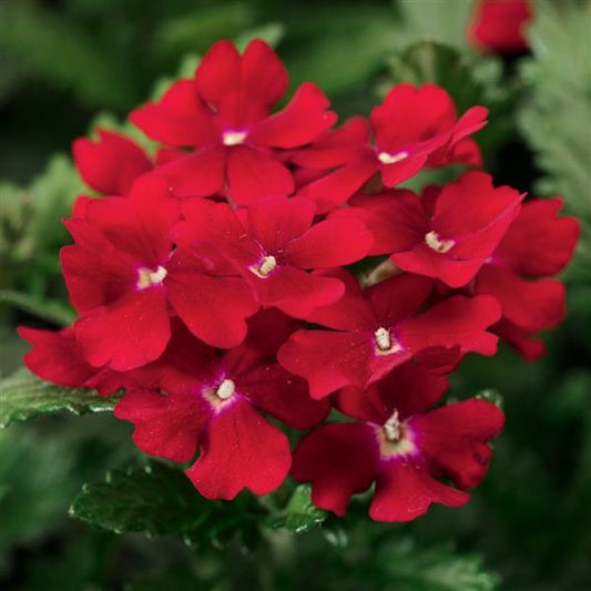 Verbena Seeds Verbena Obsession Red 1,000 Seeds