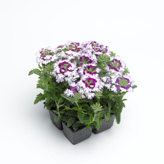 Verbena Seeds Verbena Obsession Twister Purple 1,000 Seeds