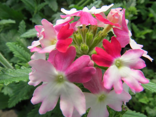 Verbena Seeds Verbena Obsession Twister Red 1,000 Seeds