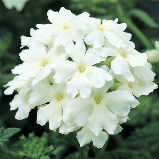 Verbena Seeds Verbena Obsession White 1,000 Seeds