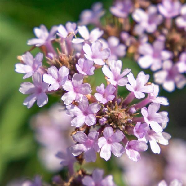 Verbena Seeds Verbena Polaris ApeX 1,000 Seeds