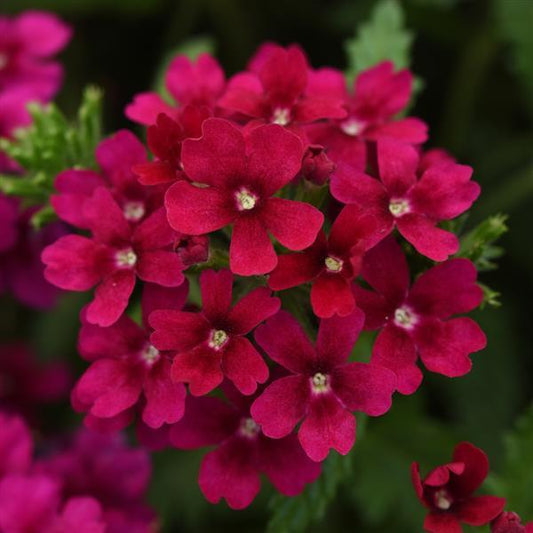 Verbena Seeds Verbena Quartz XP Bordeux 1,000 Seeds