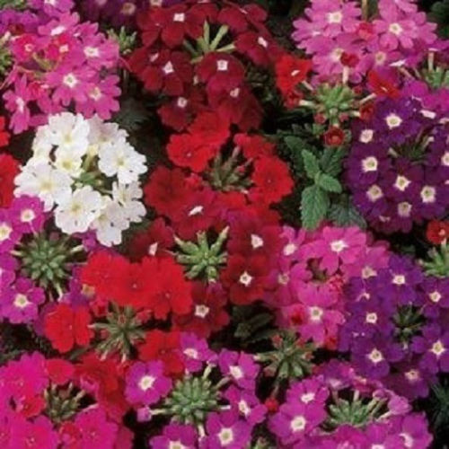 Verbena Seeds Verbena Quartz XP Mix 1,000 Seeds