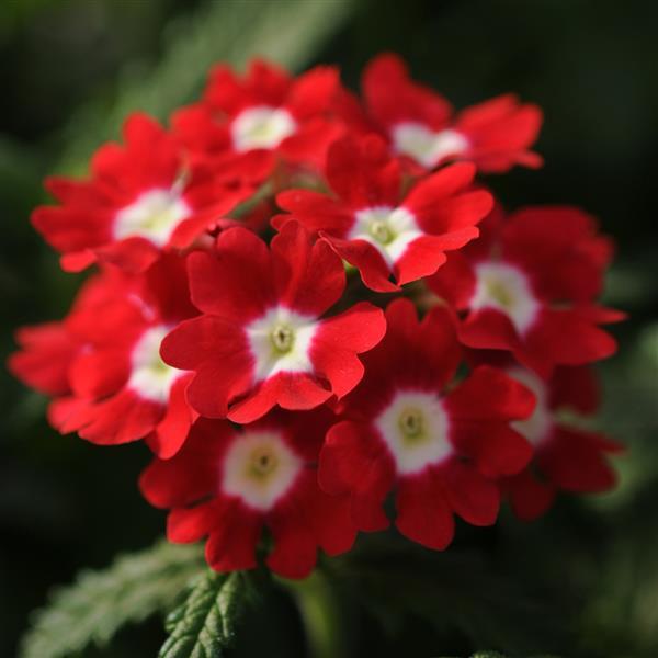 Verbena Seeds Verbena Quartz XP Red Eye 1,000 Seeds