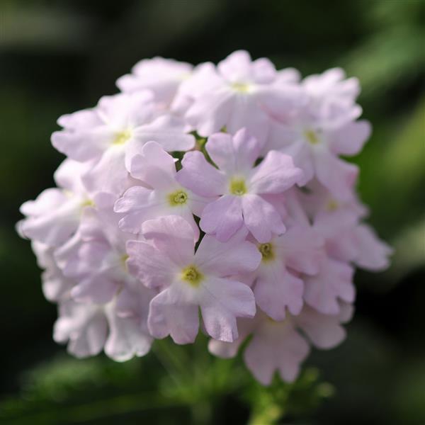 Verbena Seeds Verbena Quartz XP Silver 1,000 Seeds