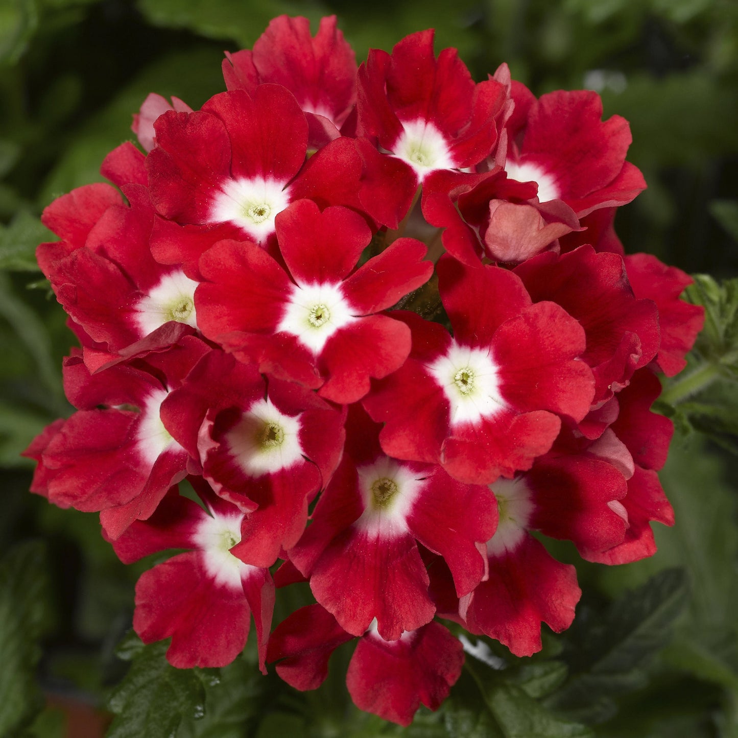 Verbena Seeds Verbena Tuscany Scarlet Eye 1,000 Seeds