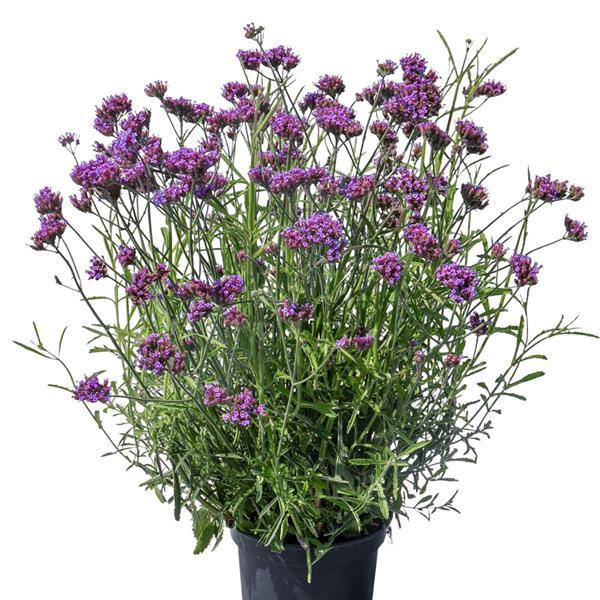 Verbena Seeds Verbena Vanity Apex 1,000 Seeds