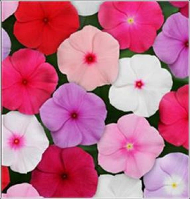 Vinca Seeds Vinca Titan Mix 1,000 Seeds F1