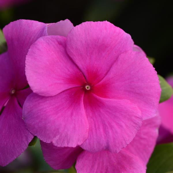 Vinca Seeds Vinca Valiant™ Lilac Vinca 1,000 Bulk Seeds