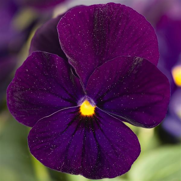 Viola Seeds Admire Deep Blue 1,000 Seeds