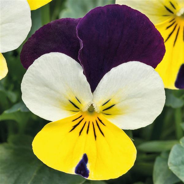 Viola Seeds Admire Lemon Purple Wing 1,000 Seeds