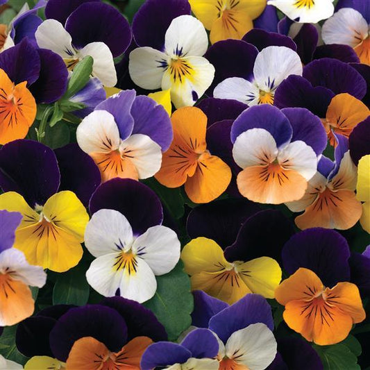 Viola Seeds Penny Jump Up Mix 1,000 Seeds