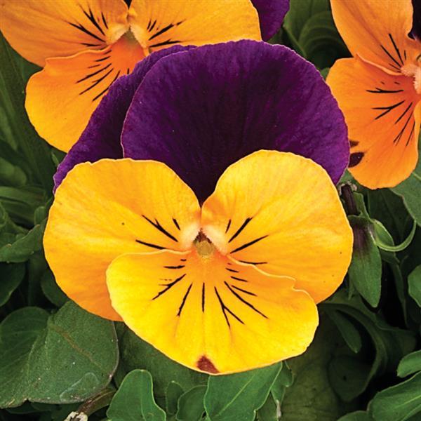 Viola Seeds Penny Orange Jump Up 1,000 Seeds